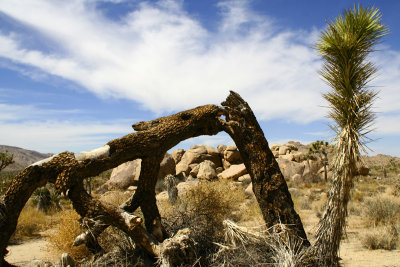 Joshua Tree National Park, California 2007