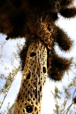 decay cycle of cholla cactus