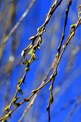 weeping willow in bud