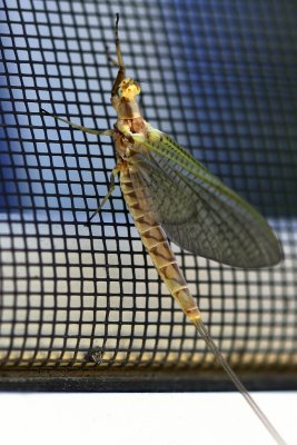 an individual fishfly