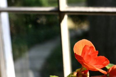 looking out our front window