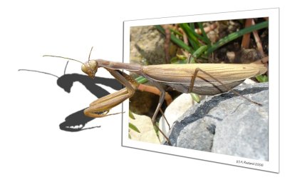 Gottesanbeterin - praying mantis