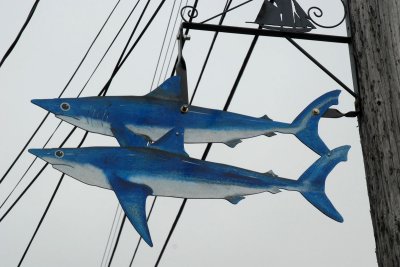 Lunenberg sharks.jpg