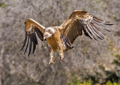 Griffon Vulture 