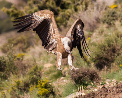 Griffon Vulture 