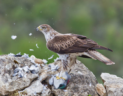 Bonelli's Eagle (male)