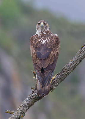 Bonelli's Eagle (female)