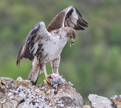 Bonelli's Eagle (male)