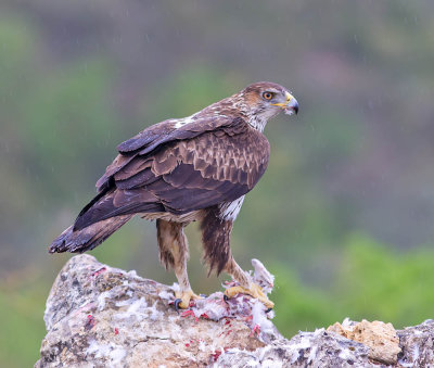 Bonelli's Eagle (female)