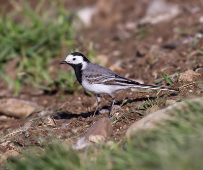 White Wagtail 