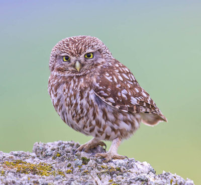 Little Owl 