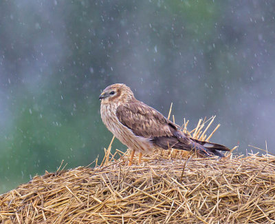 Montagus Harrier (female)