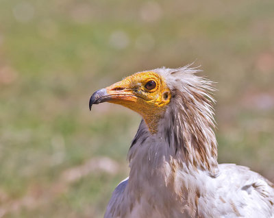 Egyptian Vulture 
