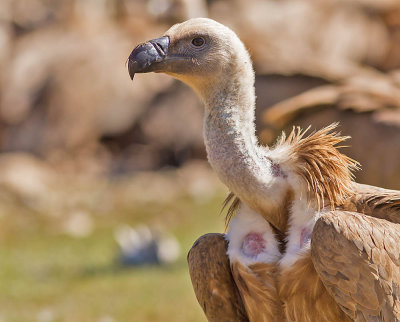 Griffon Vulture 