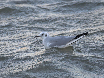 Bonaparte's Gull winter plumage Ferryden 4th January 2007