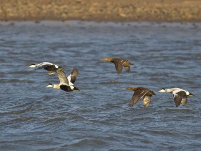 Eider flying to Montrose Basin 4th January 2007