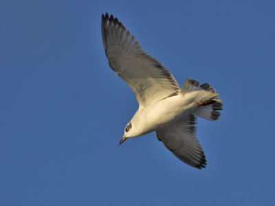 Mediterranean Gull 1st winter Anstruther Harbour 8th January 2007