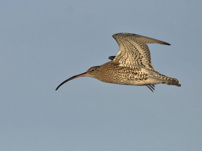 Curlew Balcomie 19th December 2006