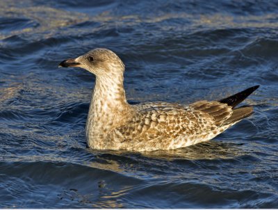 Great Black-backed Gull 1st winter Pittenweem Harbour 20th December 2006