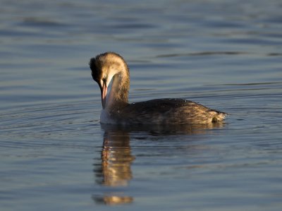 Great Crested Grebe winter plumage Hogganfield Loch 18th December 2006