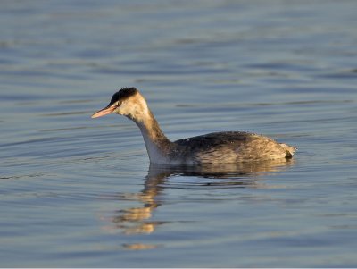 Great Crested Grebe winter plumage Hogganfield Loch 18th December 2006