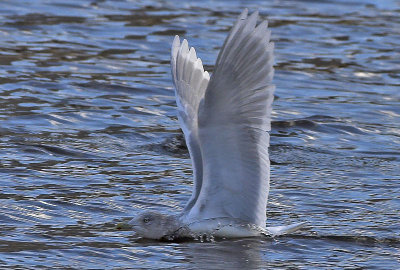 Iceland Gull  River Ayr, Ayr 21st December 2006