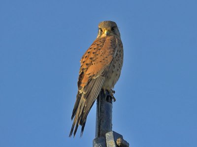 Kestrel male Kilrenny 20th December 2006
