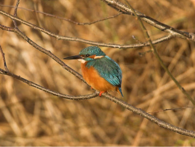 Kingfisher Callander 9th December 2006