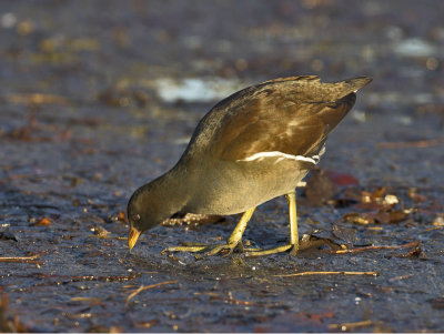 Moorhen 1st winter Hogganfield Loch 18th December2006