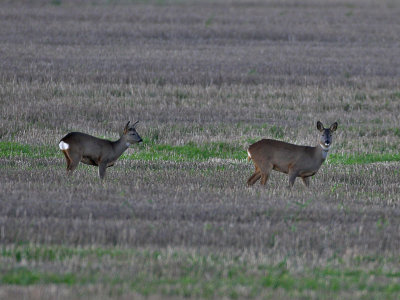 Roe Deer Doe with yearling fawn Wormiston 7th December 2006