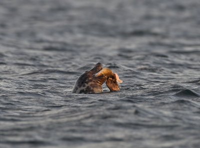 Grey Seal  Fife Ness 22nd December 2006