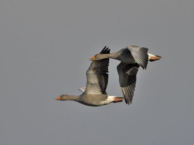 Greylag Geese nr Arncroach Fife 8th November 2006