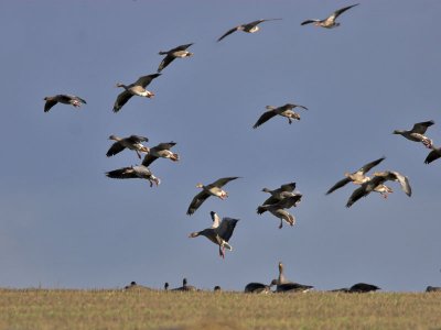 Greylag Geese  nr Arncroach Fife 8th November 2006