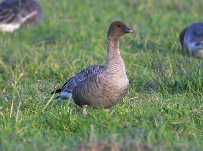 Pink-footed Goose nr Blackford 6th November 2006