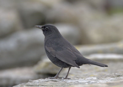 Blackbird 1st winter North Ronaldsay 16th October 2006