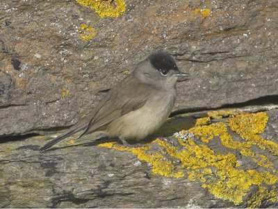 Blackcap male North Ronaldsay 16th October 2006