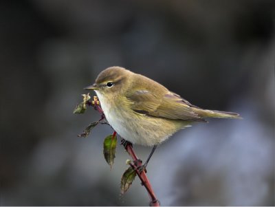 Chiffchaff North Ronaldsay 12th October 2006