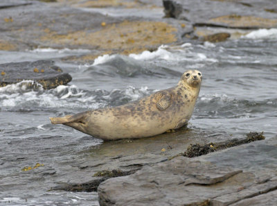 Grey Seal North Ronaldsay 17th October 2006