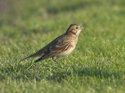 Lapland Bunting