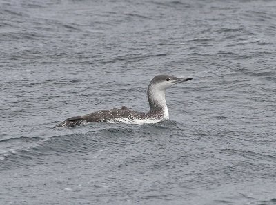 Red-throated Diver North Ronaldsay 16th October 2006