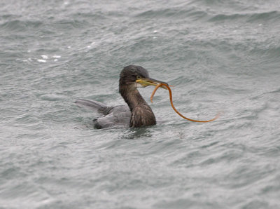 Shag 1st winter North Ronaldsay 19th October 2006