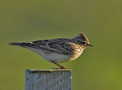 Skylark North Ronaldsay 19th October 2006