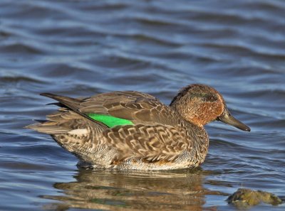 Teal drake North Ronaldsay 16th October 2006