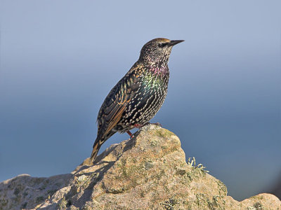 Starling Fife Ness 4th September 2006