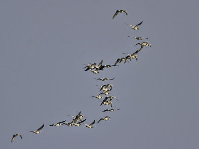 Barnacle Geese Fife Ness 28th September 2006