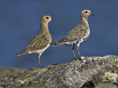 Golden Plover Fife Ness 4th September 2006