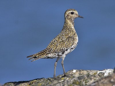 Golden Plover Fife Ness 5th September 2006