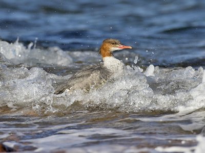 Goosander Fife Ness 9th September 2006