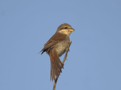 Red-backed Shrike Fife Ness 28th September 2006