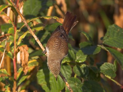 Red-backed Shrike Fife Ness 28th September 2006